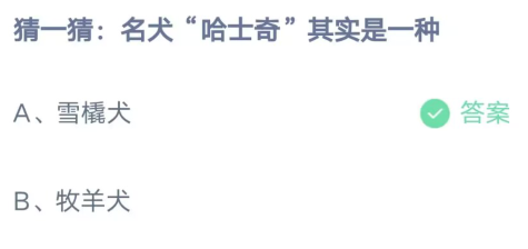 《支付宝》名犬哈士奇其实是一种2023年4月14日最新答案